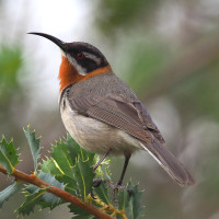 Western Spinebill